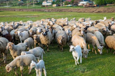 Moldova Cumhuriyeti köyündeki yeşil bir çayırda otlayan koyun sürüsü.