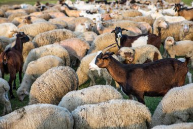 Moldova Cumhuriyeti köyündeki yeşil bir çayırda otlayan koyun sürüsü.