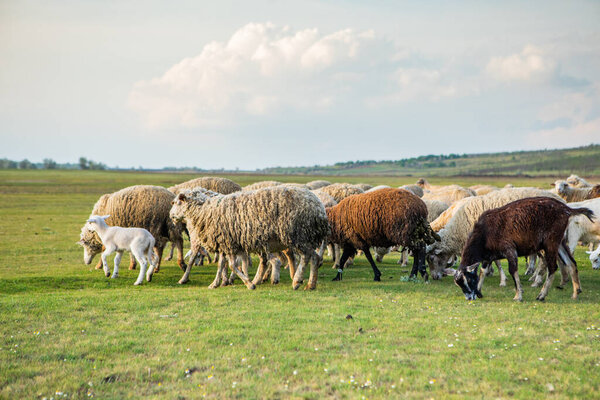 Herd of sheep grazing on a green meadow in the village in Republic of Moldova.