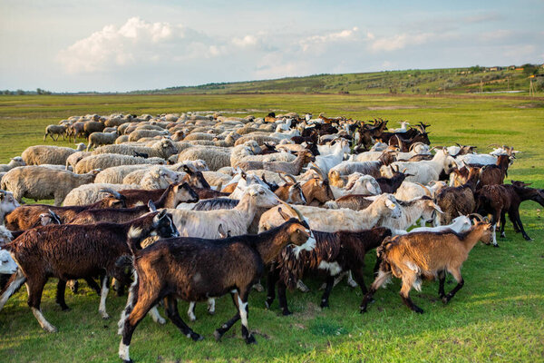 Herd of sheep grazing on a green meadow in the village in Republic of Moldova.