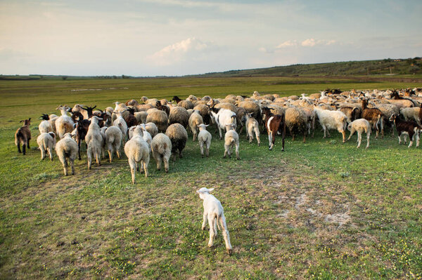 Herd of sheep grazing on a green meadow in the village in Republic of Moldova.