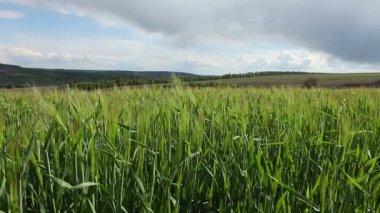 Yazın Moldova Cumhuriyeti 'nden güzel doğa manzarası. Doğu Avrupa 'da köy hayatı