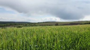 Yazın Moldova Cumhuriyeti 'nden güzel doğa manzarası. Doğu Avrupa 'da köy hayatı