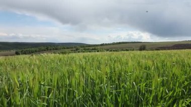 Yazın Moldova Cumhuriyeti 'nden güzel doğa manzarası. Doğu Avrupa 'da köy hayatı