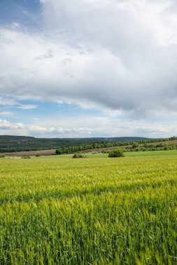 Yazın Moldova Cumhuriyeti 'nden güzel doğa manzarası. Doğu Avrupa 'da köy hayatı