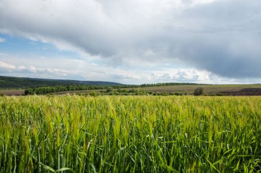 Yazın Moldova Cumhuriyeti 'nden güzel doğa manzarası. Doğu Avrupa 'da köy hayatı