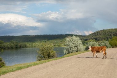 Yazın Moldova Cumhuriyeti 'nden güzel doğa manzarası. Doğu Avrupa 'da köy hayatı