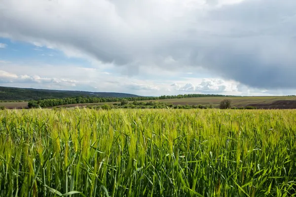 Yazın Moldova Cumhuriyeti 'nden güzel doğa manzarası. Doğu Avrupa 'da köy hayatı