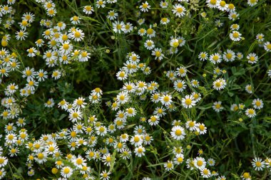 Yaz güneşinde açan papatya çiçeği tarlası..