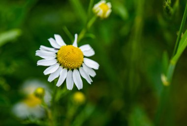 Yaz güneşinde açan papatya çiçeği tarlası..