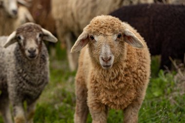 Bir Koyun 'un yakın plan profili. Ön planda odaklanmış, tarlada genç bir kuzu. Yeşil bir çayırda otlayan bir koyun sürüsü.