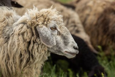 Bir Koyun 'un yakın plan profili. Ön planda odaklanmış, tarlada genç bir kuzu. Yeşil bir çayırda otlayan bir koyun sürüsü.