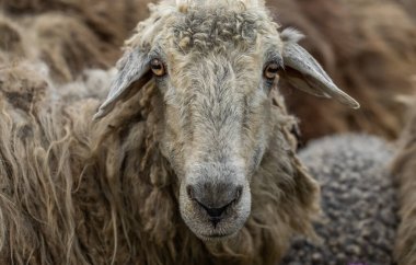 Bir Koyun 'un yakın plan profili. Ön planda odaklanmış, tarlada genç bir kuzu. Yeşil bir çayırda otlayan bir koyun sürüsü.