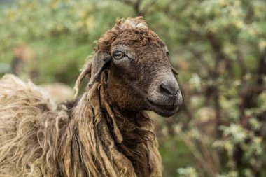 Bir Koyun 'un yakın plan profili. Ön planda odaklanmış, tarlada genç bir kuzu. Yeşil bir çayırda otlayan bir koyun sürüsü.