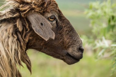Bir Koyun 'un yakın plan profili. Ön planda odaklanmış, tarlada genç bir kuzu. Yeşil bir çayırda otlayan bir koyun sürüsü.