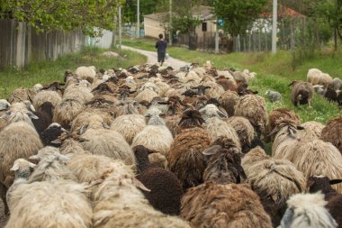 Bir Koyun 'un yakın plan profili. Ön planda odaklanmış, tarlada genç bir kuzu. Yeşil bir çayırda otlayan bir koyun sürüsü.