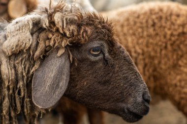 Bir Koyun 'un yakın plan profili. Ön planda odaklanmış, tarlada genç bir kuzu. Yeşil bir çayırda otlayan bir koyun sürüsü.