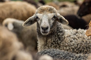 Bir Koyun 'un yakın plan profili. Ön planda odaklanmış, tarlada genç bir kuzu. Yeşil bir çayırda otlayan bir koyun sürüsü.
