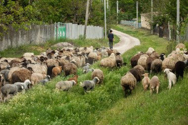 Bir Koyun 'un yakın plan profili. Ön planda odaklanmış, tarlada genç bir kuzu. Yeşil bir çayırda otlayan bir koyun sürüsü.