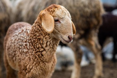 Bir Koyun 'un yakın plan profili. Ön planda odaklanmış, tarlada genç bir kuzu. Yeşil bir çayırda otlayan bir koyun sürüsü.