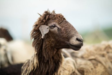 Bir Koyun 'un yakın plan profili. Ön planda odaklanmış, tarlada genç bir kuzu. Yeşil bir çayırda otlayan bir koyun sürüsü.