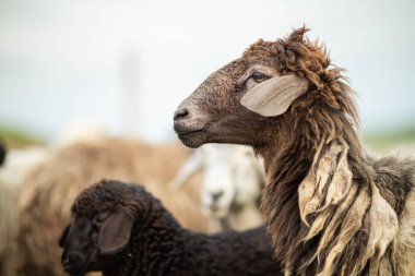 Bir Koyun 'un yakın plan profili. Ön planda odaklanmış, tarlada genç bir kuzu. Yeşil bir çayırda otlayan bir koyun sürüsü.