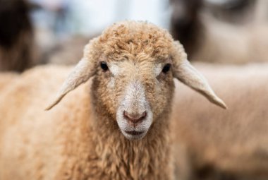 Bir Koyun 'un yakın plan profili. Ön planda odaklanmış, tarlada genç bir kuzu. Yeşil bir çayırda otlayan bir koyun sürüsü.