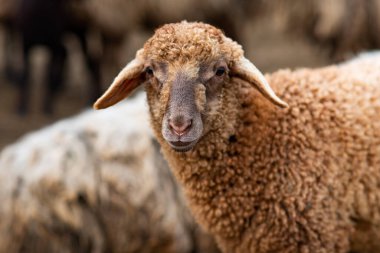 Bir Koyun 'un yakın plan profili. Ön planda odaklanmış, tarlada genç bir kuzu. Yeşil bir çayırda otlayan bir koyun sürüsü.