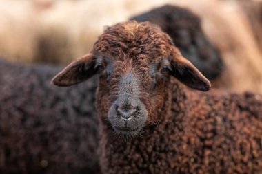 Bir Koyun 'un yakın plan profili. Ön planda odaklanmış, tarlada genç bir kuzu. Yeşil bir çayırda otlayan bir koyun sürüsü.