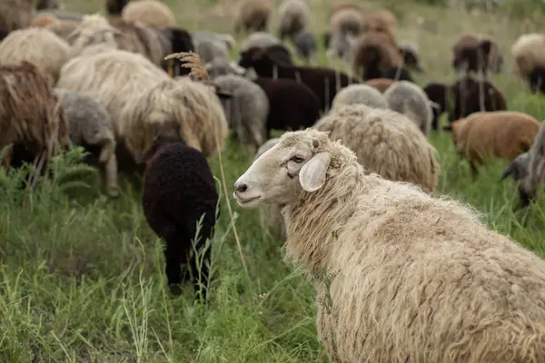 Bir Koyun 'un yakın plan profili. Ön planda odaklanmış, tarlada genç bir kuzu. Yeşil bir çayırda otlayan bir koyun sürüsü.