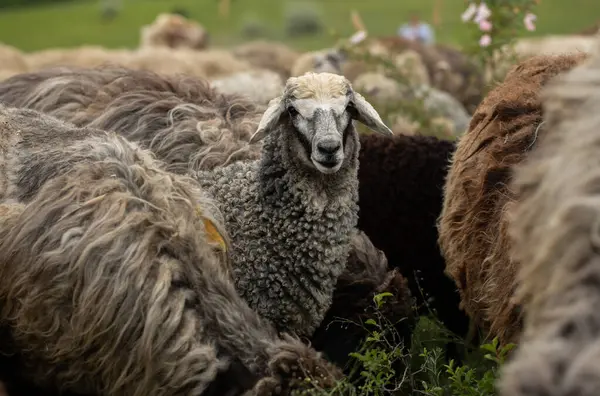 Bir Koyun 'un yakın plan profili. Ön planda odaklanmış, tarlada genç bir kuzu. Yeşil bir çayırda otlayan bir koyun sürüsü.