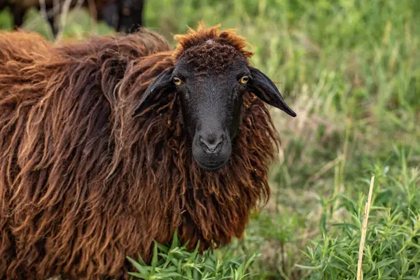 Bir Koyun 'un yakın plan profili. Ön planda odaklanmış, tarlada genç bir kuzu. Yeşil bir çayırda otlayan bir koyun sürüsü.