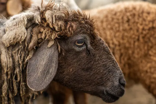 Bir Koyun 'un yakın plan profili. Ön planda odaklanmış, tarlada genç bir kuzu. Yeşil bir çayırda otlayan bir koyun sürüsü.