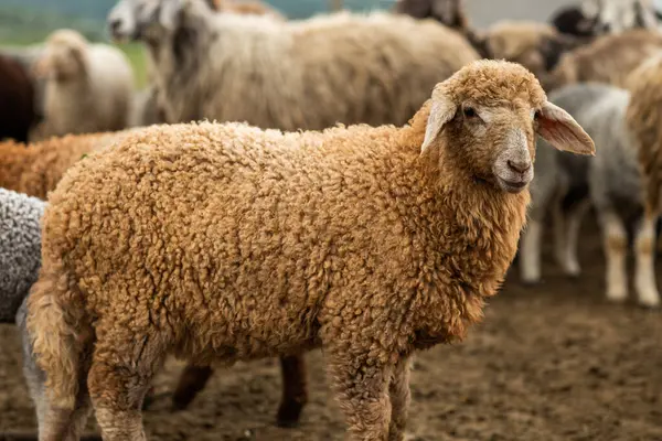 Bir Koyun 'un yakın plan profili. Ön planda odaklanmış, tarlada genç bir kuzu. Yeşil bir çayırda otlayan bir koyun sürüsü.