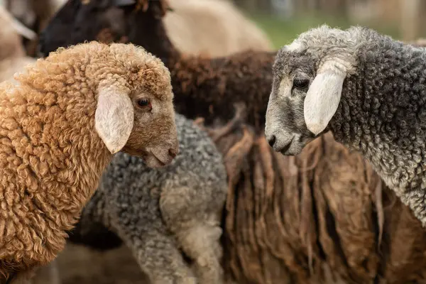 Bir Koyun 'un yakın plan profili. Ön planda odaklanmış, tarlada genç bir kuzu. Yeşil bir çayırda otlayan bir koyun sürüsü.