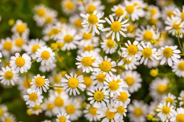 Yaz güneşinde açan papatya çiçeği tarlası..