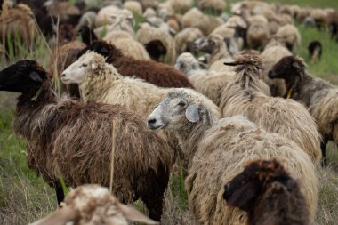 Bir Koyun 'un yakın plan profili. Ön planda odaklanmış, tarlada genç bir kuzu. Yeşil bir çayırda otlayan bir koyun sürüsü.