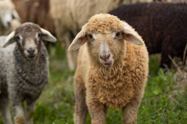 Bir Koyun 'un yakın plan profili. Ön planda odaklanmış, tarlada genç bir kuzu. Yeşil bir çayırda otlayan bir koyun sürüsü.