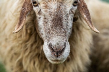 Bir Koyun 'un yakın plan profili. Ön planda odaklanmış, tarlada genç bir kuzu. Yeşil bir çayırda otlayan bir koyun sürüsü.