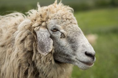 Bir Koyun 'un yakın plan profili. Ön planda odaklanmış, tarlada genç bir kuzu. Yeşil bir çayırda otlayan bir koyun sürüsü.