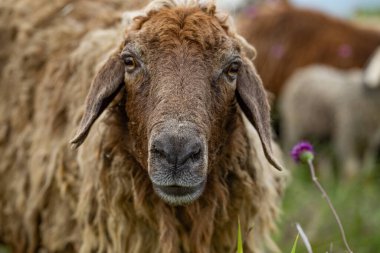 Bir Koyun 'un yakın plan profili. Ön planda odaklanmış, tarlada genç bir kuzu. Yeşil bir çayırda otlayan bir koyun sürüsü.
