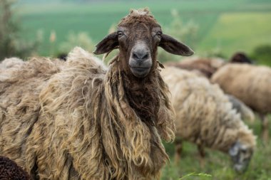 Bir Koyun 'un yakın plan profili. Ön planda odaklanmış, tarlada genç bir kuzu. Yeşil bir çayırda otlayan bir koyun sürüsü.