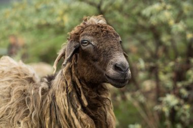 Bir Koyun 'un yakın plan profili. Ön planda odaklanmış, tarlada genç bir kuzu. Yeşil bir çayırda otlayan bir koyun sürüsü.
