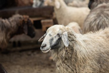 Bir Koyun 'un yakın plan profili. Ön planda odaklanmış, tarlada genç bir kuzu. Yeşil bir çayırda otlayan bir koyun sürüsü.