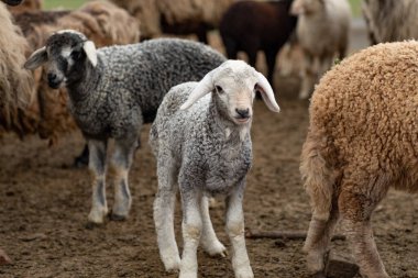 Bir Koyun 'un yakın plan profili. Ön planda odaklanmış, tarlada genç bir kuzu. Yeşil bir çayırda otlayan bir koyun sürüsü.