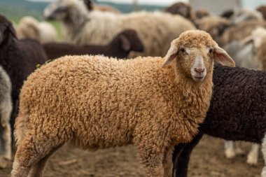 Bir Koyun 'un yakın plan profili. Ön planda odaklanmış, tarlada genç bir kuzu. Yeşil bir çayırda otlayan bir koyun sürüsü.