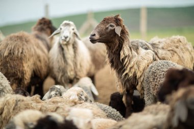 Bir Koyun 'un yakın plan profili. Ön planda odaklanmış, tarlada genç bir kuzu. Yeşil bir çayırda otlayan bir koyun sürüsü.