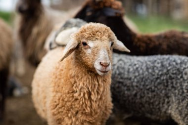 Bir Koyun 'un yakın plan profili. Ön planda odaklanmış, tarlada genç bir kuzu. Yeşil bir çayırda otlayan bir koyun sürüsü.