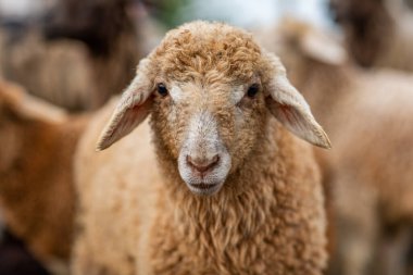 Bir Koyun 'un yakın plan profili. Ön planda odaklanmış, tarlada genç bir kuzu. Yeşil bir çayırda otlayan bir koyun sürüsü.