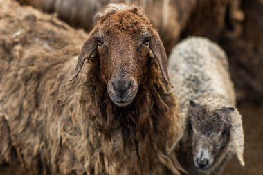 Bir Koyun 'un yakın plan profili. Ön planda odaklanmış, tarlada genç bir kuzu. Yeşil bir çayırda otlayan bir koyun sürüsü.